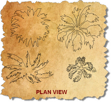 CAD Palm Tree Blocks